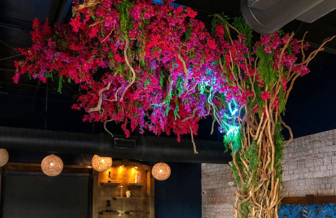 The bougainvillea tree inside Santa Barra